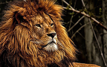 ライオン